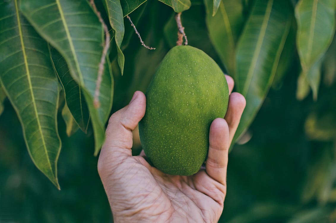 quả xoài